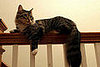 Cat Astrology!