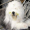 Guess What Breed?