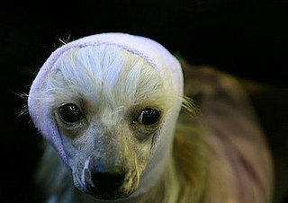 Guess What Breed?