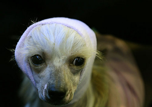 Guess What Breed?