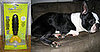"Boston Terror" Chronicles: North vs. the FURminator