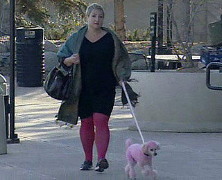 What's Your Take: Cici the Pink Poodle vs. Boulder City Code?