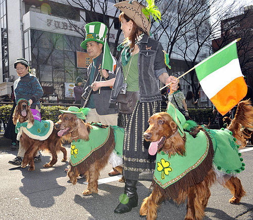 Globetrotters: Tokyo's Parading Irish Setters