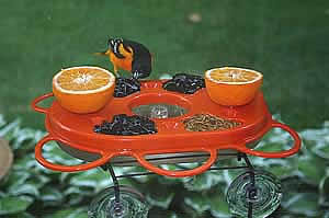 Feed the Birds: Fruit Feeder and Jelly Feed the Birds: Fruit Feeder and Jelly