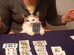 Cosmo: Pet of the Week