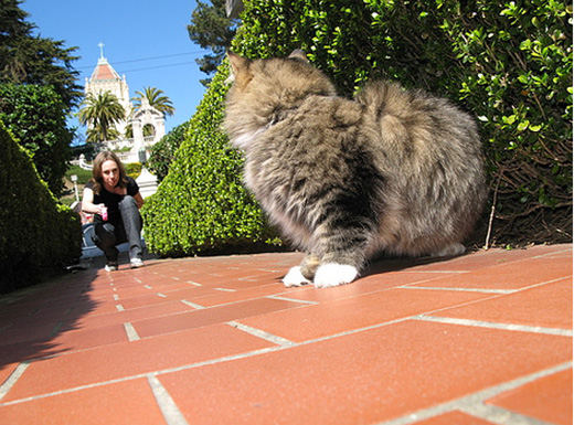 To the Rescue: Kitty's Outdoor Catwalk
