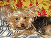 Rescued From the "Arizona 800," Sophie Gets a Forever Home!