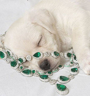 ASPCA and Chopard Team Up With Diamond Paws