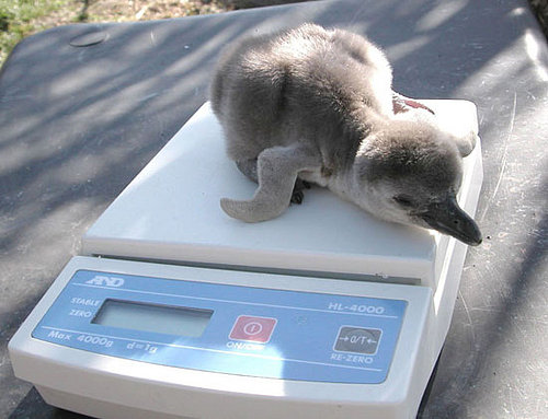 This Penguin Cutie Is Only One Week Old!