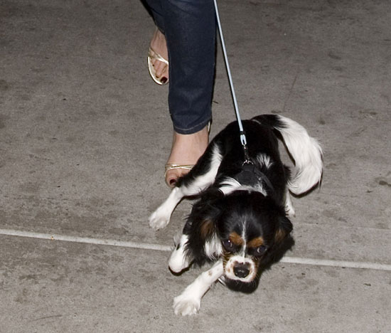 Name that Pet!