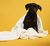 Give Back: Empty Your Linen Closet For Pets' Sake!