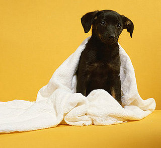 Give Back: Empty Your Linen Closet For Pets' Sake!