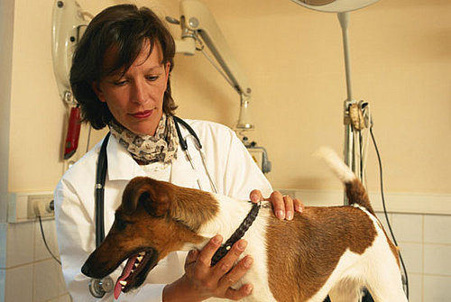 New Year’s Petsolution: Get a Healthy Start