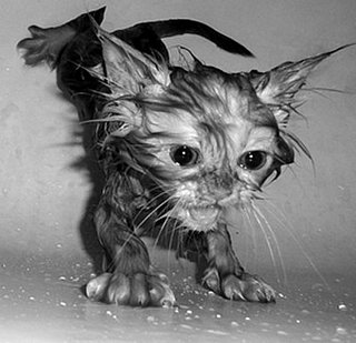 Too Cute For Words!