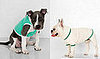 Sugar Shout Out: Dapper Doggies