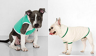 Sugar Shout Out: Dapper Doggies
