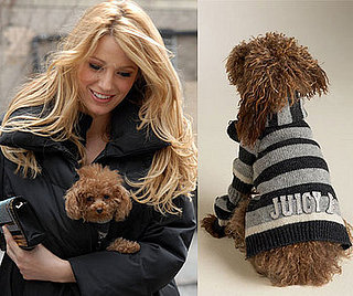 Sugar Shout Out: Juicy Pet Couture 