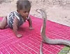 Baby Wrestles Cobra