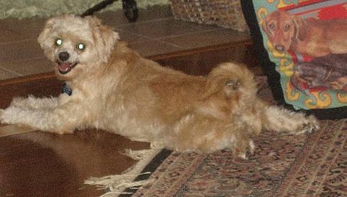 Mr. Sparky, Mizz Zoeystar and Poochie