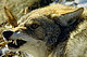 crankycoyote