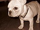 CoCo Chanel5 CoCo Chanel5