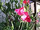 sweetpea22