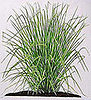 What is vetiver