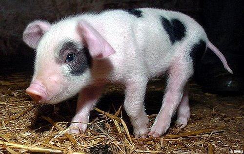 Piglet Born With Cute Heart Spots on His Coat