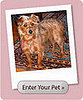 Enter the Spay Day 2008 Photo Contest!