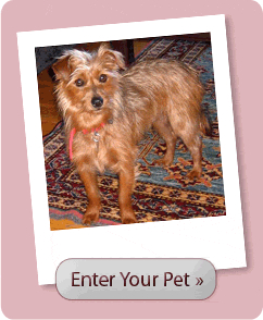 Enter the Spay Day 2008 Photo Contest!