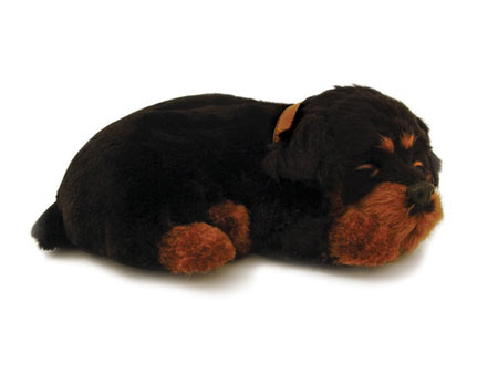 Perfect Petzzz: Rottweiler Perfect Petzzz: Rottweiler