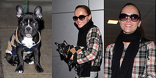 Penelope's Christina Ricci and Her Cute Puppy Ramon Arrive in New York