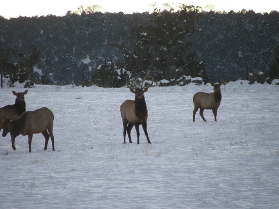 Elk, bulls and cows passing through the ranch.