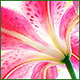 orchidaceous