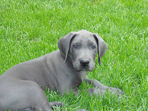 All this talk of Great Danes...