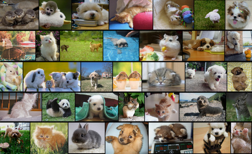 What type of pets do you have?