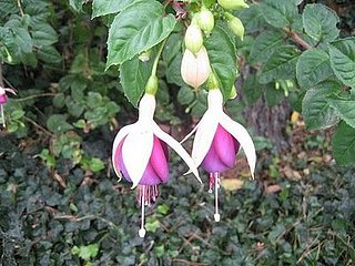 Name This Flower