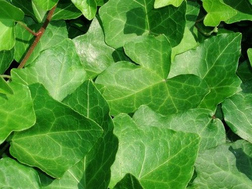 Plants That Purify: English Ivy