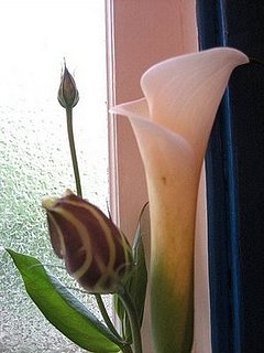 Name This Flower
