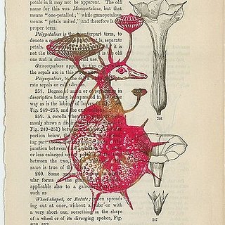 Etsy Find: Globigerina/Merganser 