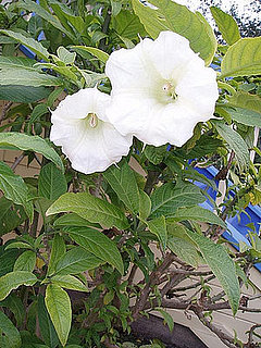 Name This Flower
