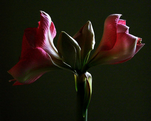 Midday Muse: A Floral Romance