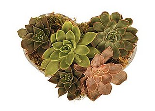 Crave Worthy: Jayson Home & Garden Echeveria Heart