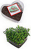 Love Shack:  The Heart Garden
