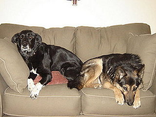 Pets in the House: A Loveseat Built For Two