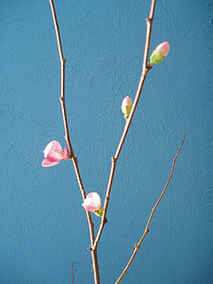 Midday Muse:  Signs of Spring