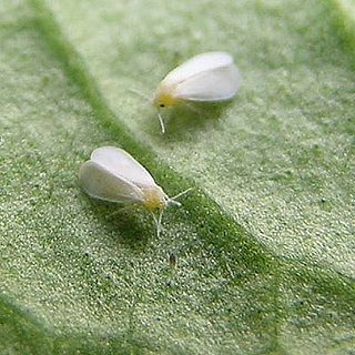 Plant Therapy: Beware the Whitefly!