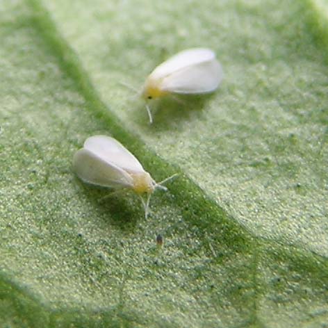 Plant Therapy: Beware the Whitefly!