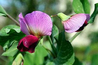 Name This Flower