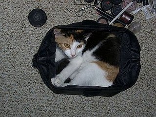 Pets in the House:  Jezebel Loves Being a Girl